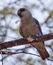 Poicephalus rueppellii